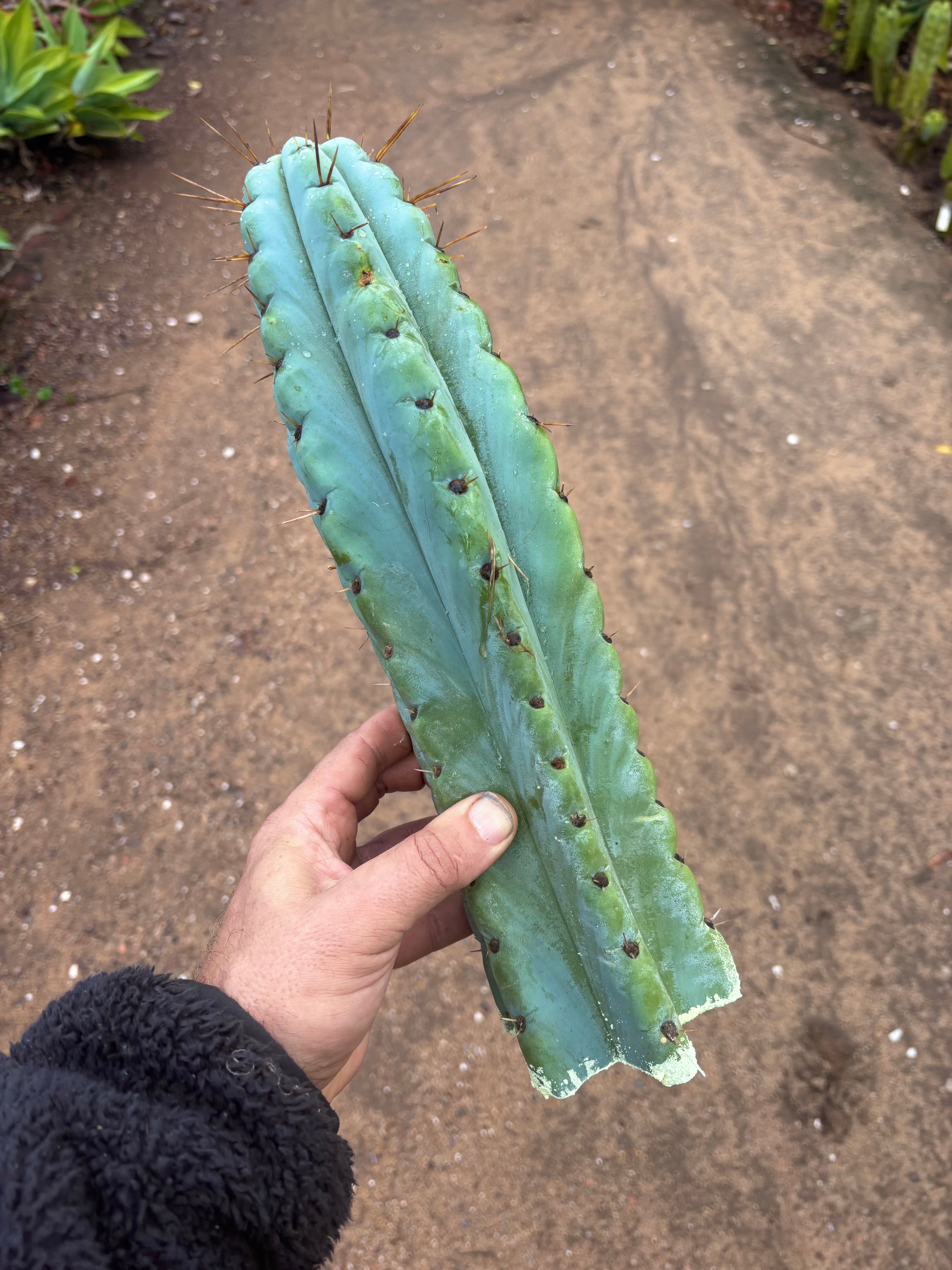 💎🌶️ Noid of the Moment — XL 14” Tip