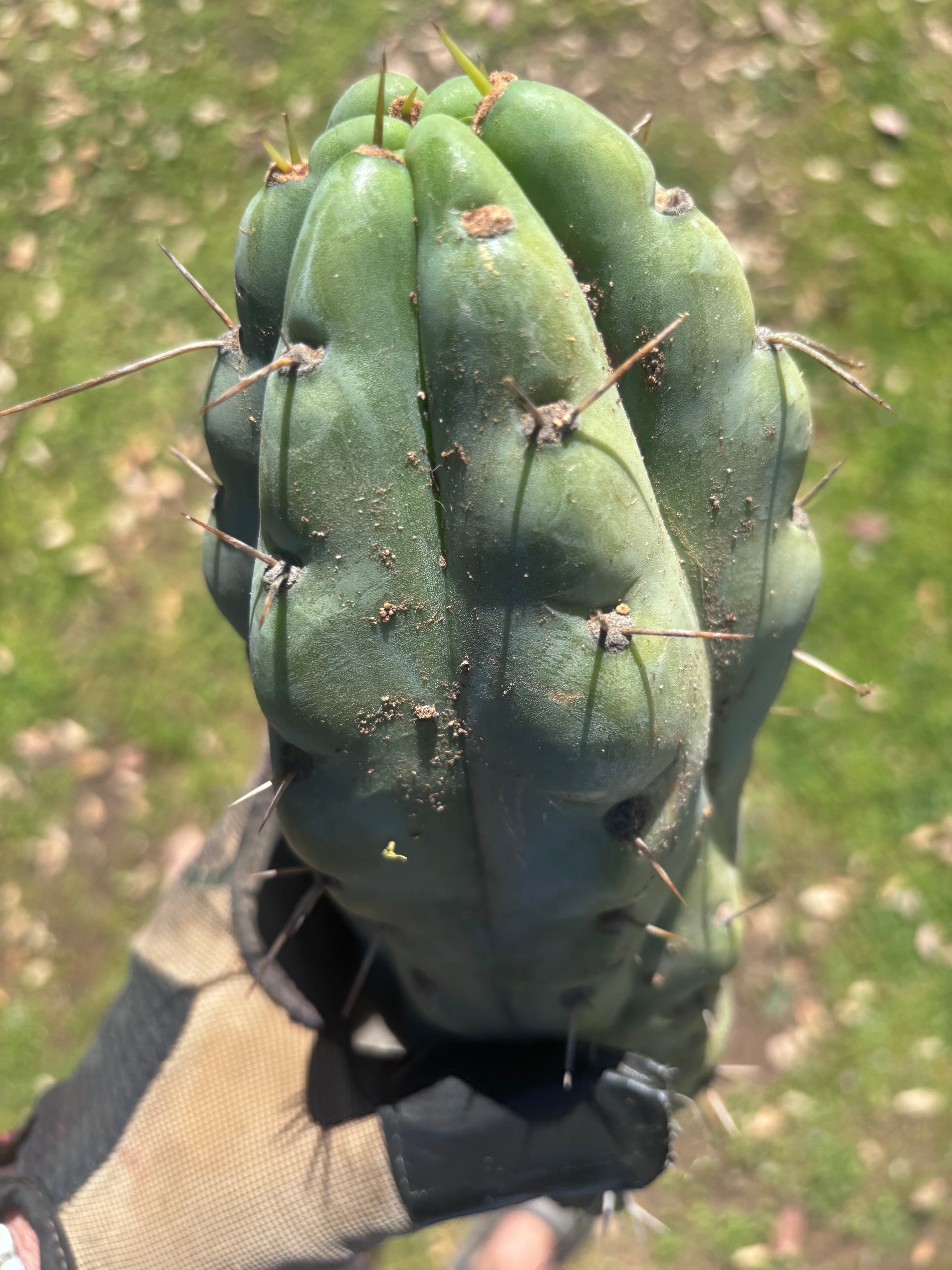 💎🌶️🌶️ NOM — Beefy 10” Tip