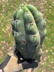 💎🌶️🌶️ NOM — Beefy 10” Tip