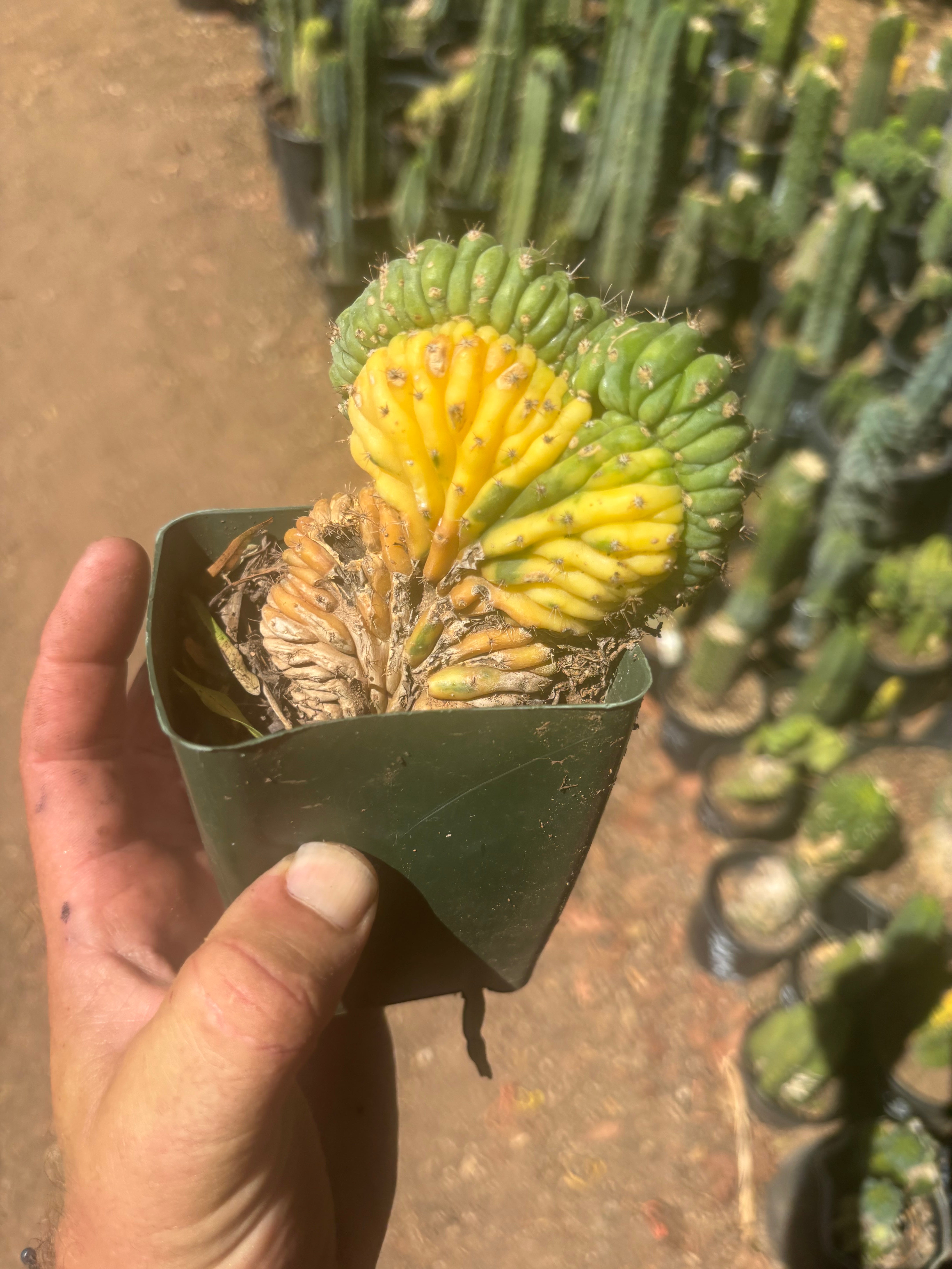 💎🔰💎 TPMCV — Color Split Crest w/ Roots