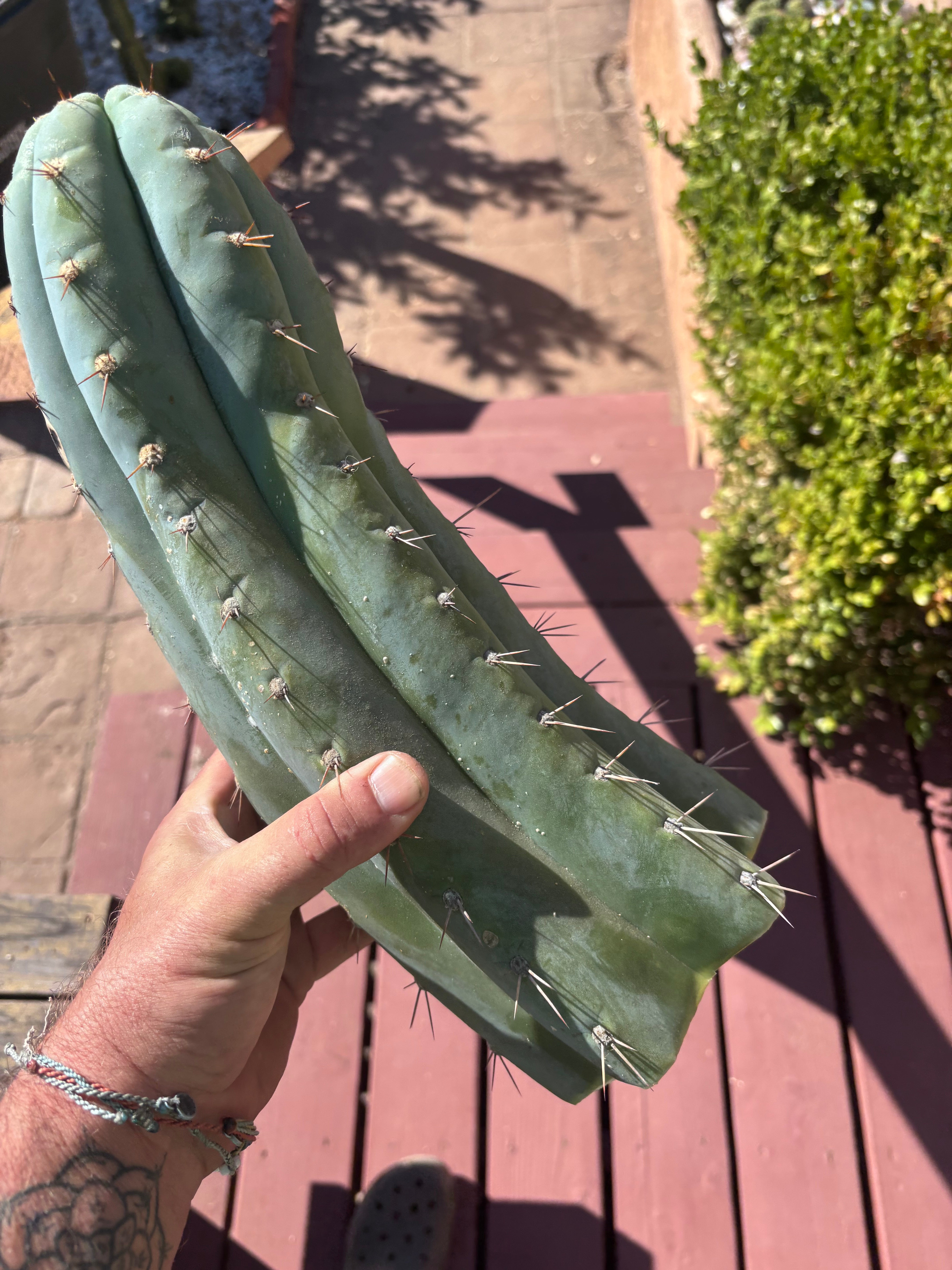 💎👑🌶️ CGG — XL 15” Tip