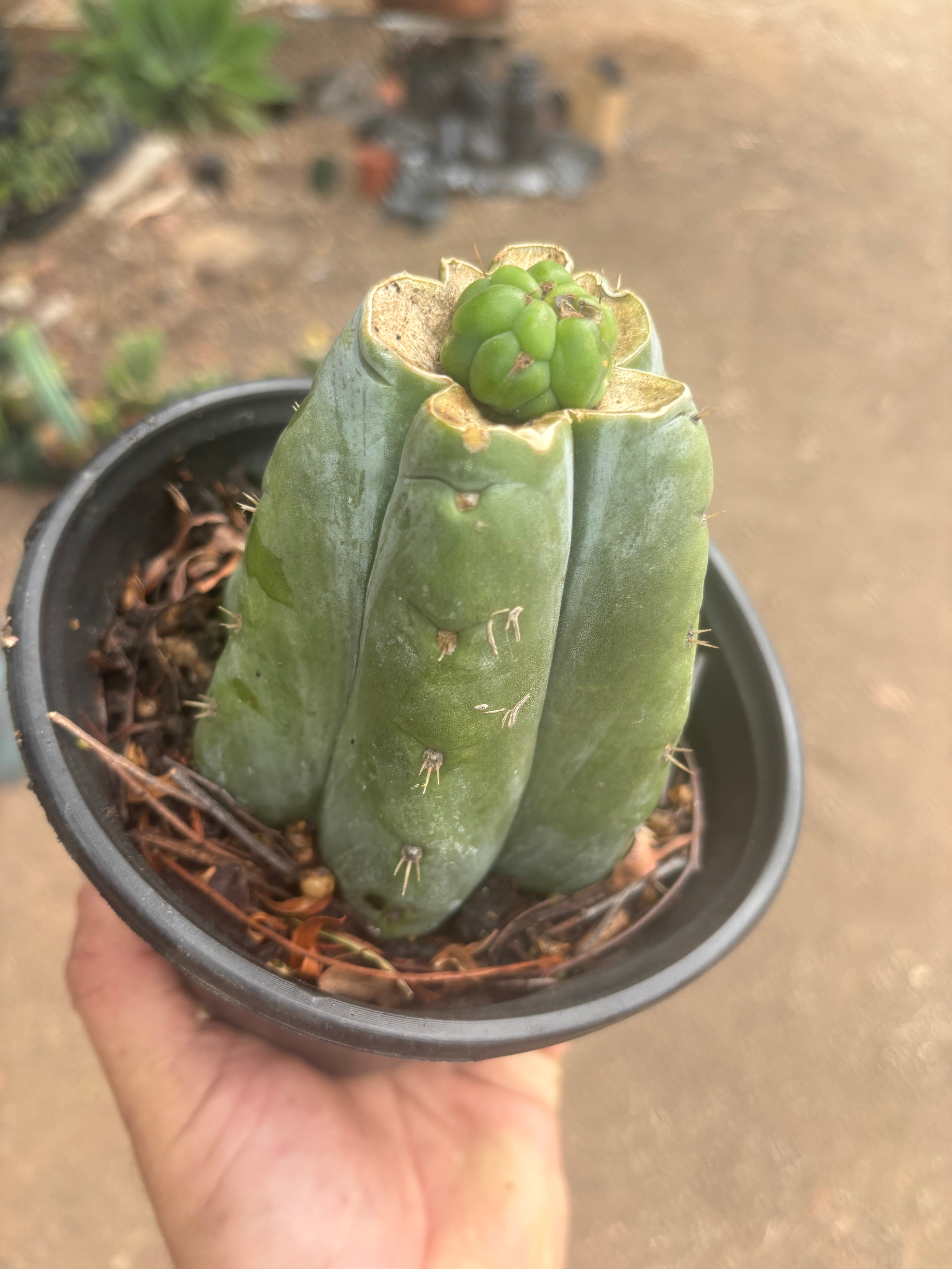 💎👑💎 Havran — Pup Graft on Rooted Shine01