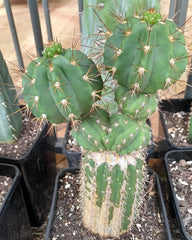 💎👑💎 Tetris — Pup Graft on Rooted 14” PC
