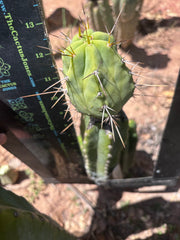 👑💎🌶️  CSD — Large Tip Graft