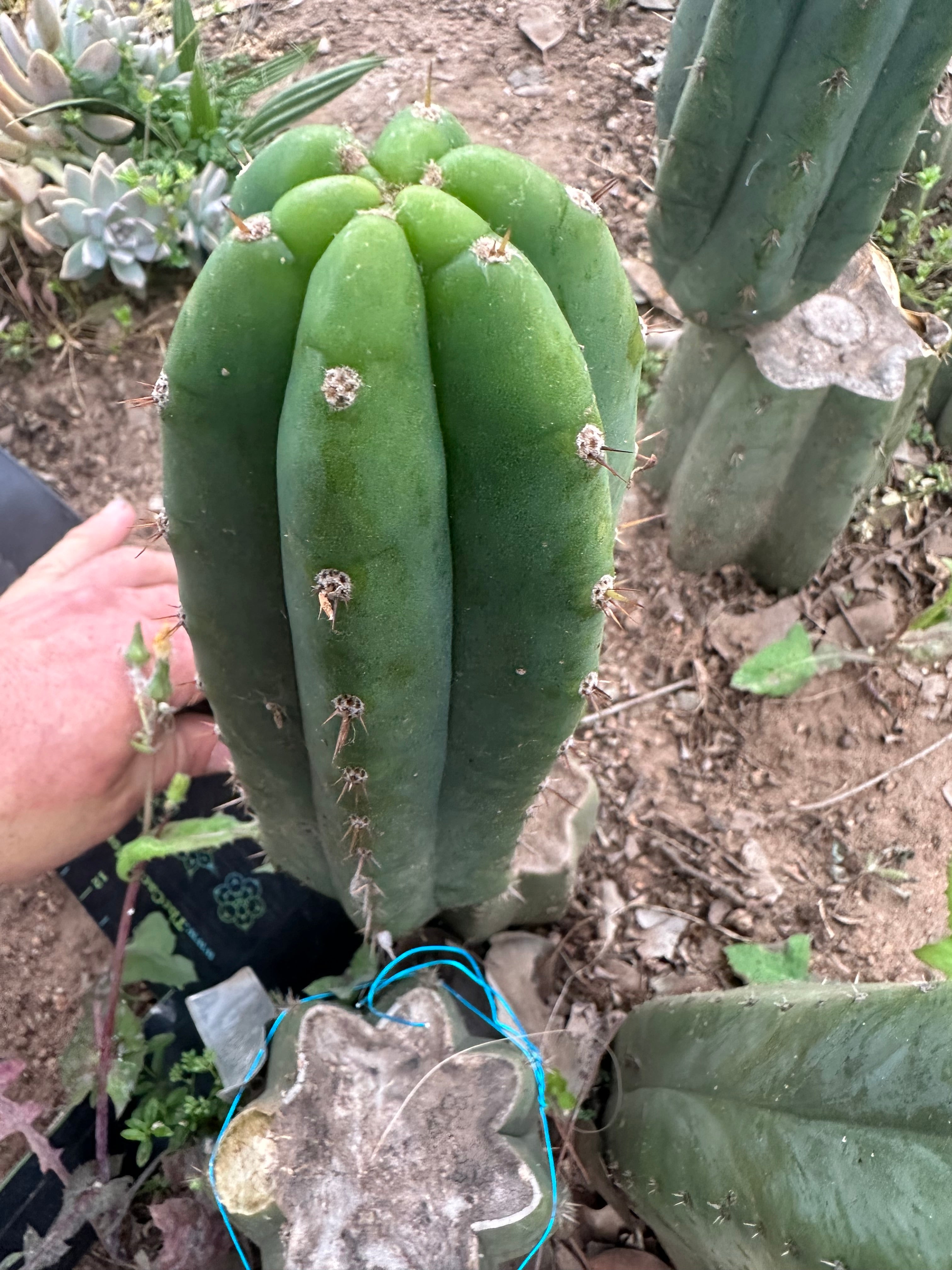 👑🌶️🌶️ Landfill — 10” Pup