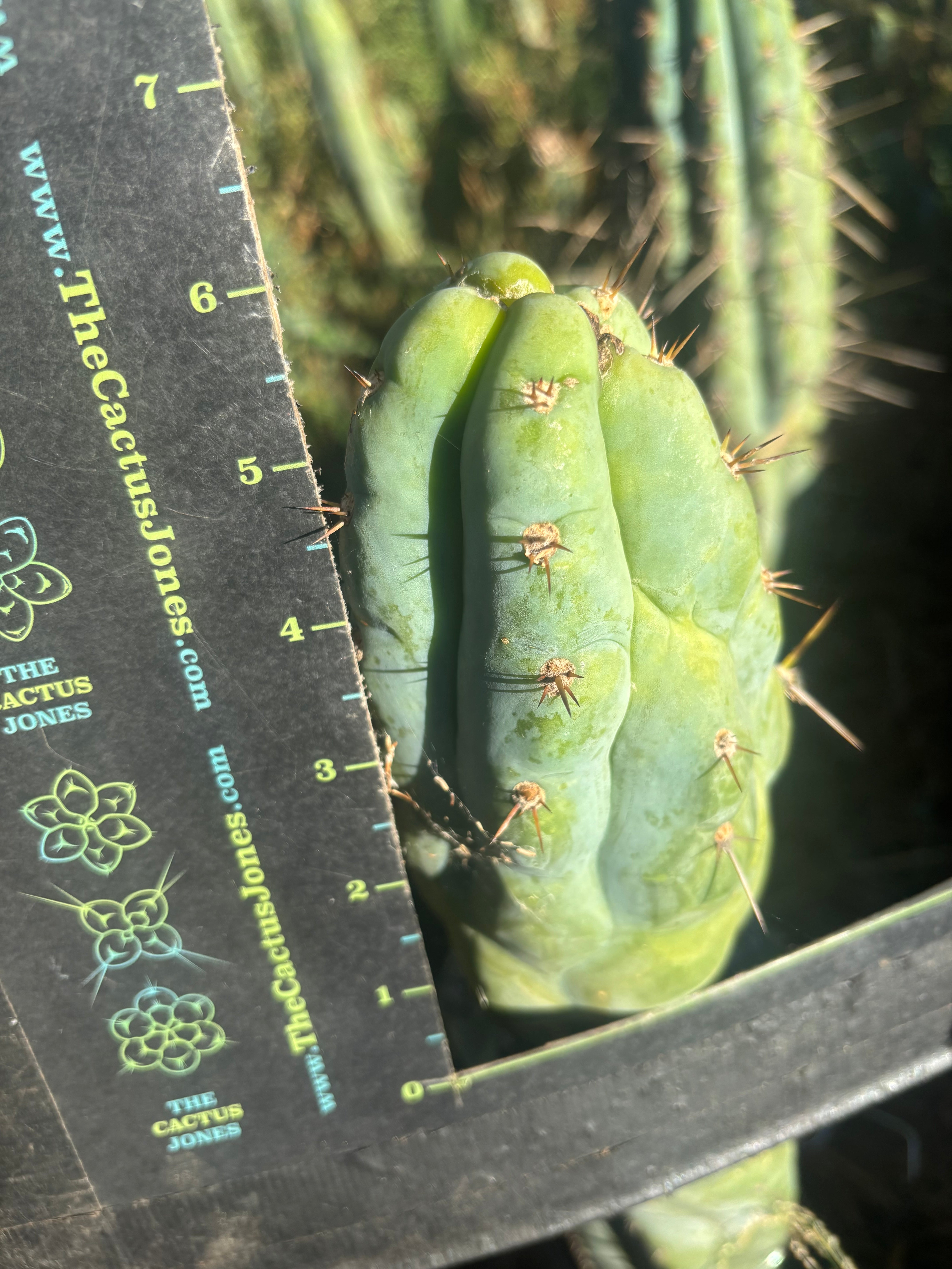 💎👑💎 Q-Tip — Chonky 6” Tip