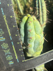 💎👑💎 Q-Tip — Chonky 6” Tip