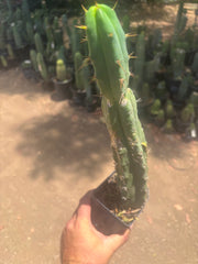 👑🌶️🌶️ Dulzura — Ugly, Rootbound and Pumping 💪15”