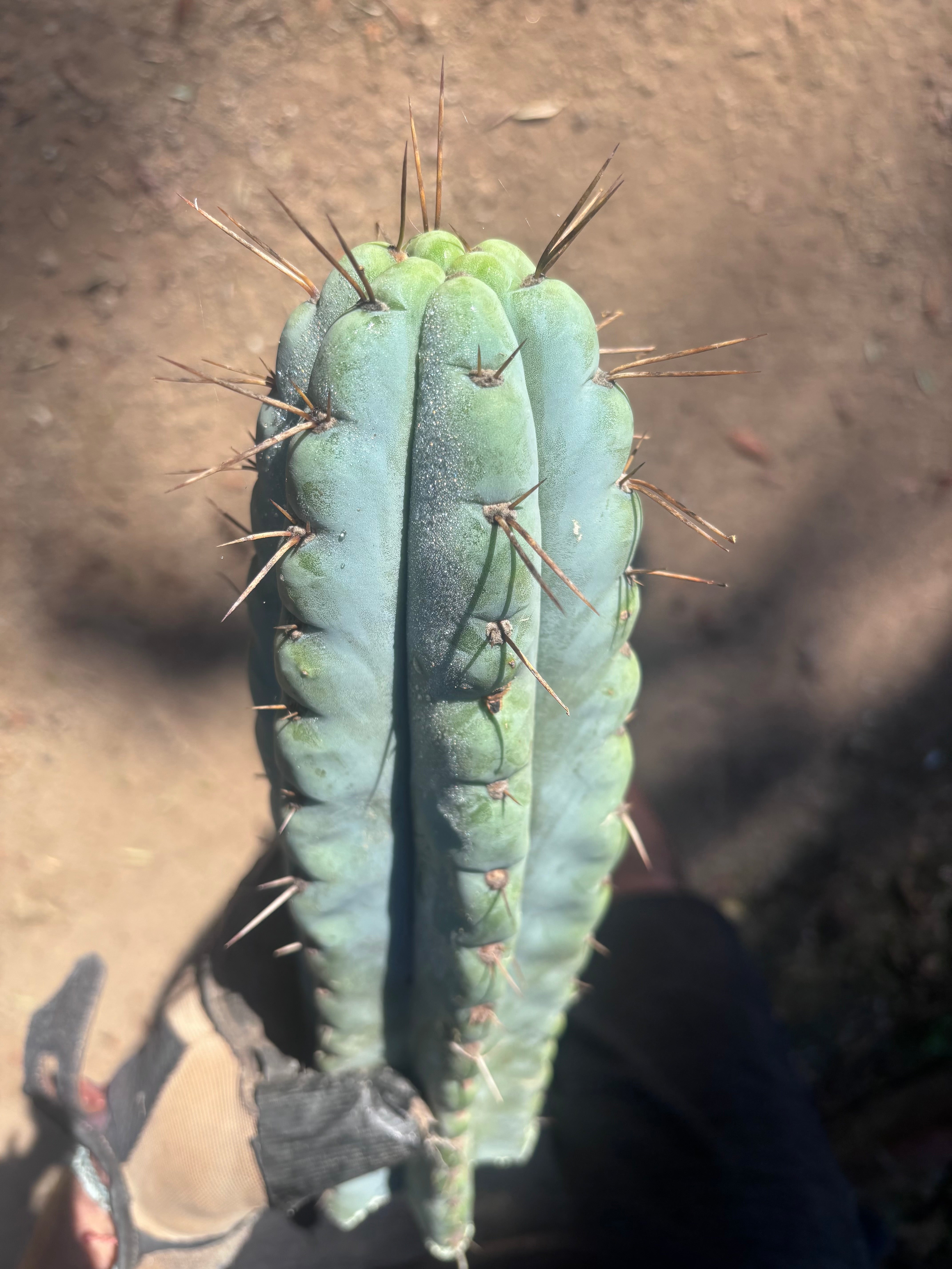 💎🌶️ NOM — XL 14” Tip