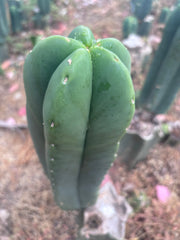 👑🌶️ Zulk — XL FAT 11” Pup