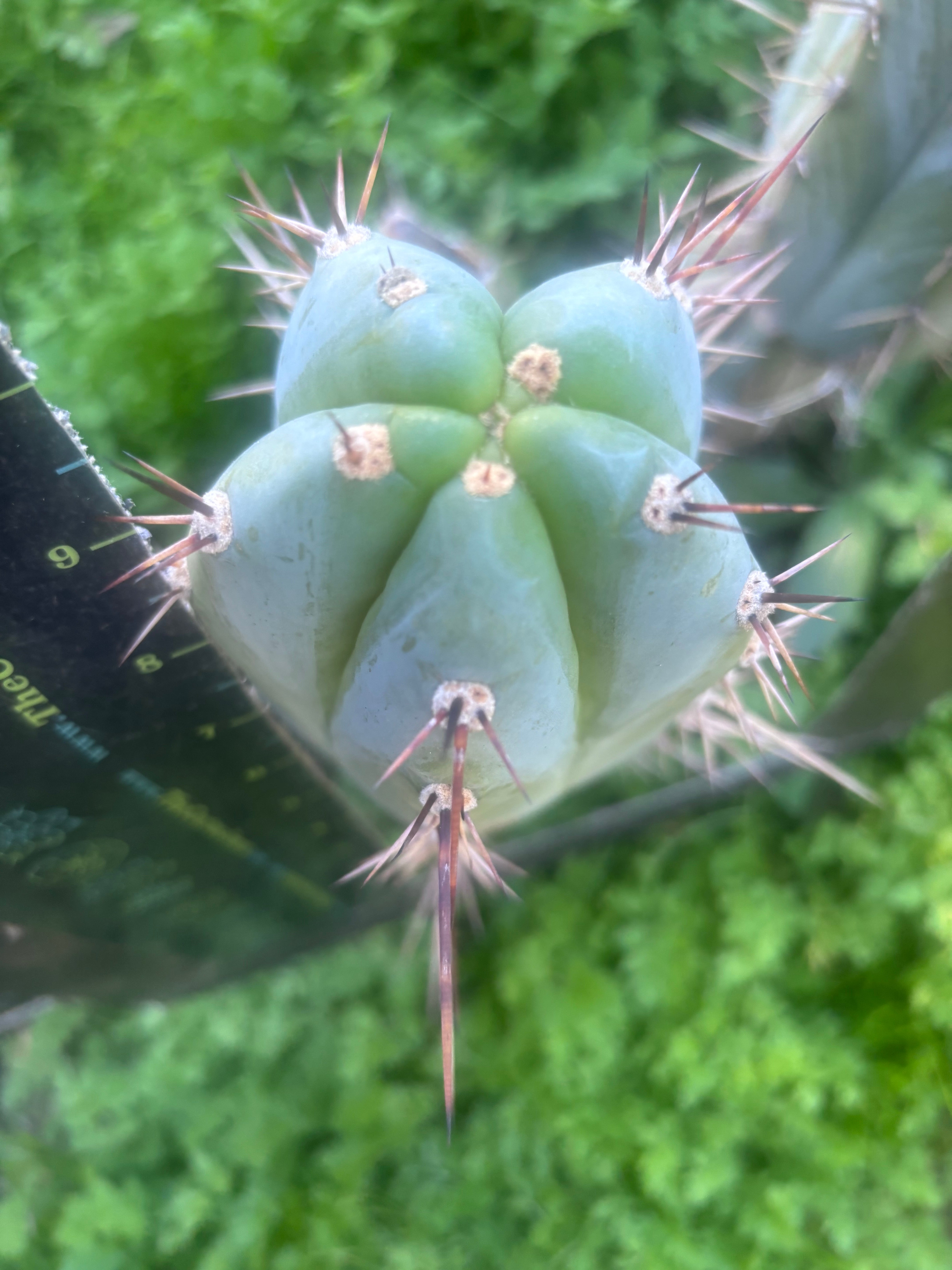💎👑 Rosei 2 — Chonky 10” Tip