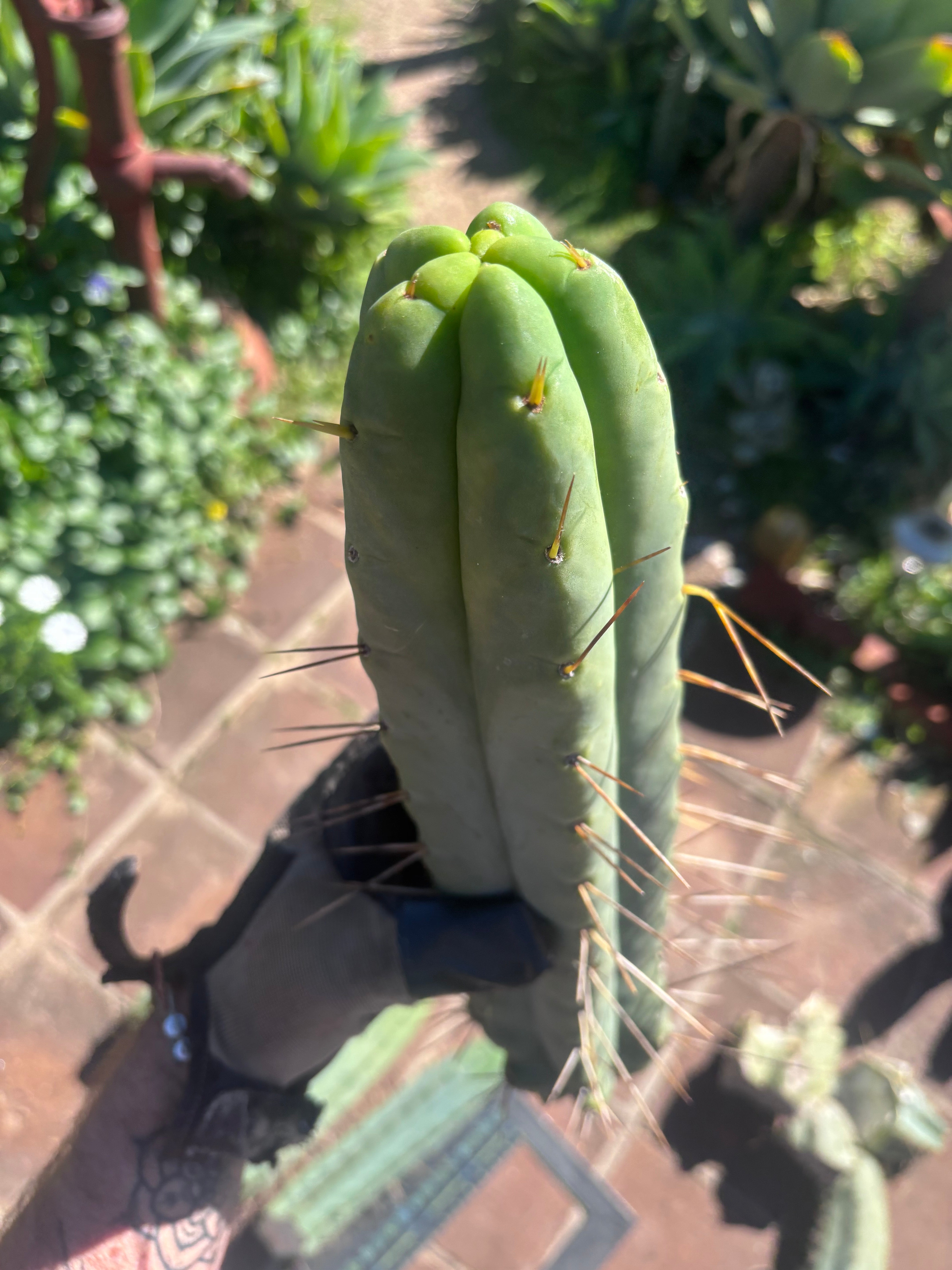 👑💎🌶️🌶️ Eileen — 15” Mega Tips