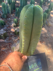 💎👑🌶️ Ferah — Another Chonky 9” Tip