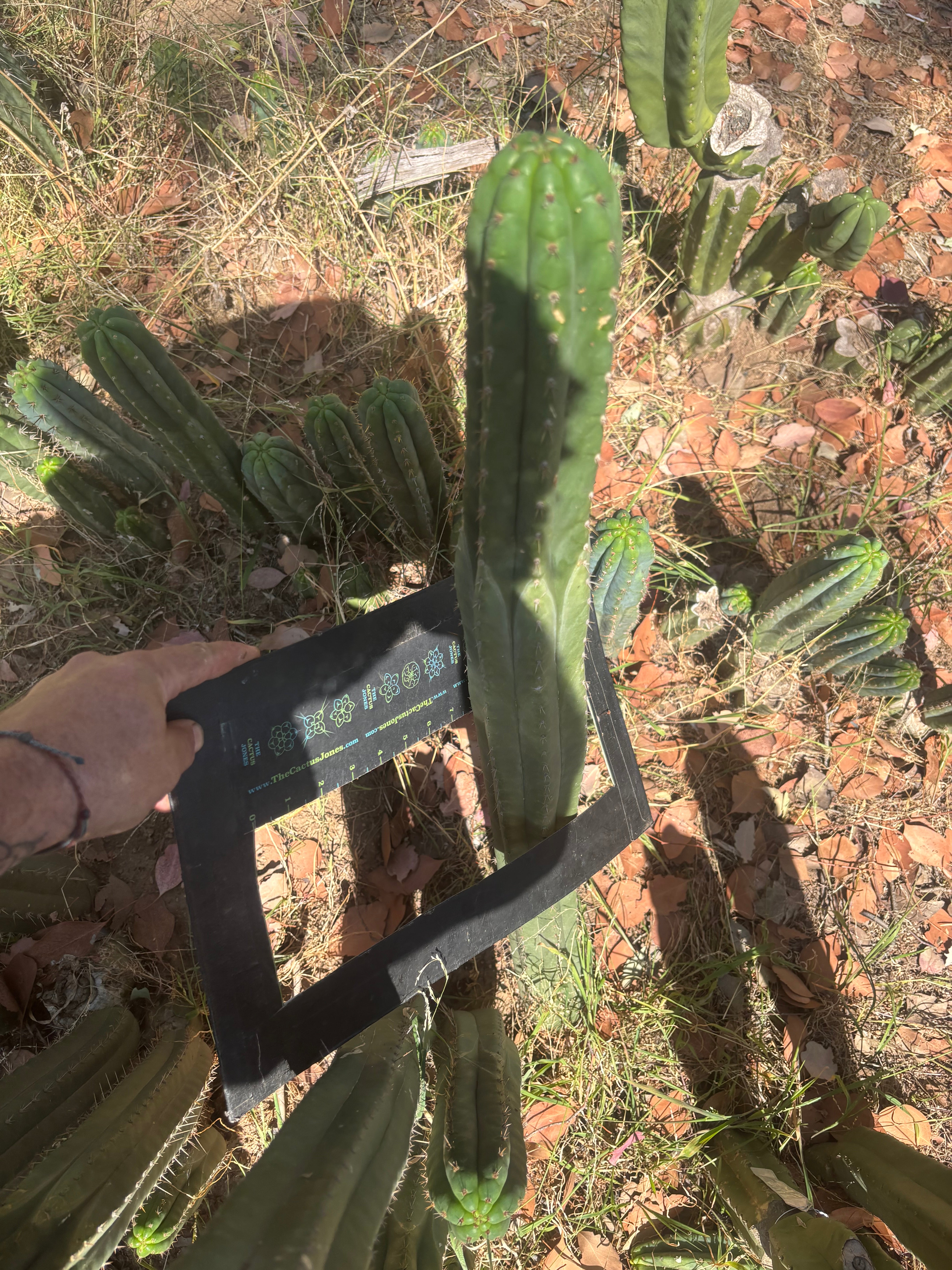 💎👑🌶️ KK339 — 3 1/2 Feet! (42 Inch Column, w/ Roots)
