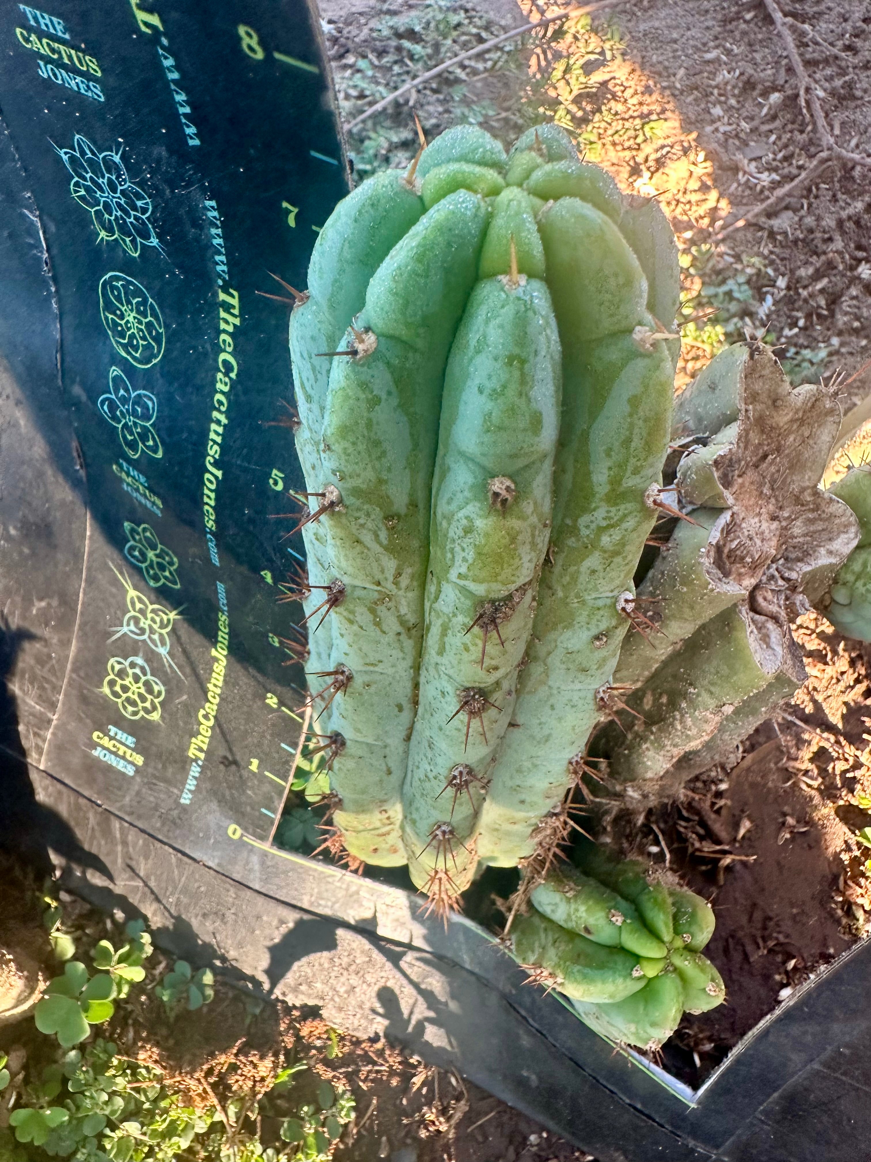 💎👑🌶️🌶️ Another Austy’s Bomb (TNT) — 8” Pup