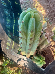 💎👑🌶️🌶️ Another Austy’s Bomb (TNT) — 8” Pup