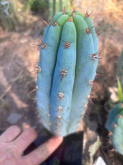 💎👑  Bart (Monassa Blue) — 8” Pup