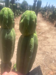 👑🌶️🌶️ Ogun — 11” Tip