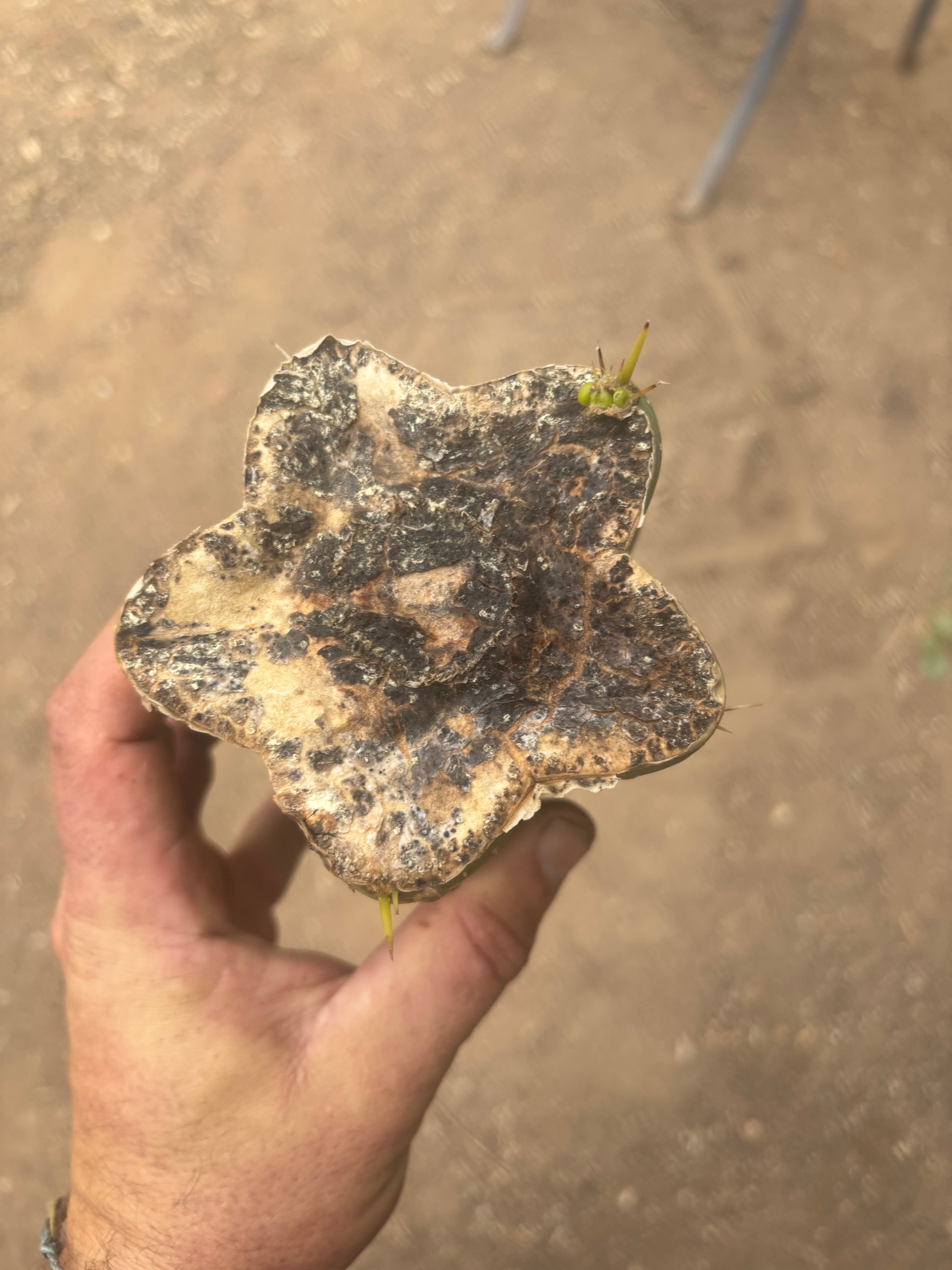 💎🌶️🌶️ NOM —  Beefy 9” Mid