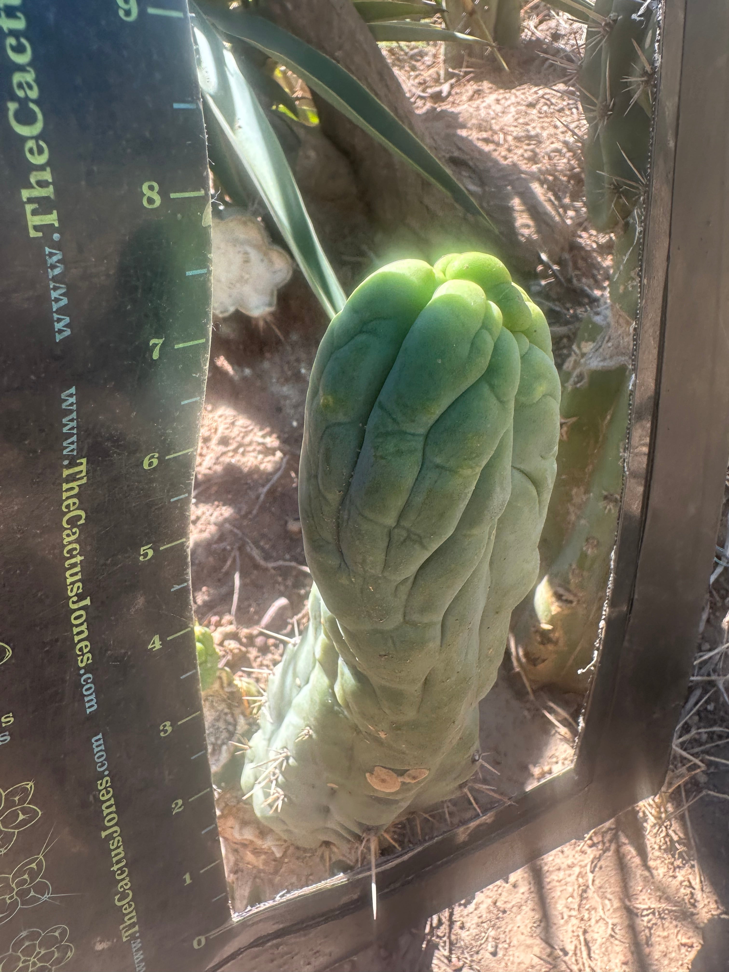 💎👑 Bruce’s Dragon — 8” Tip