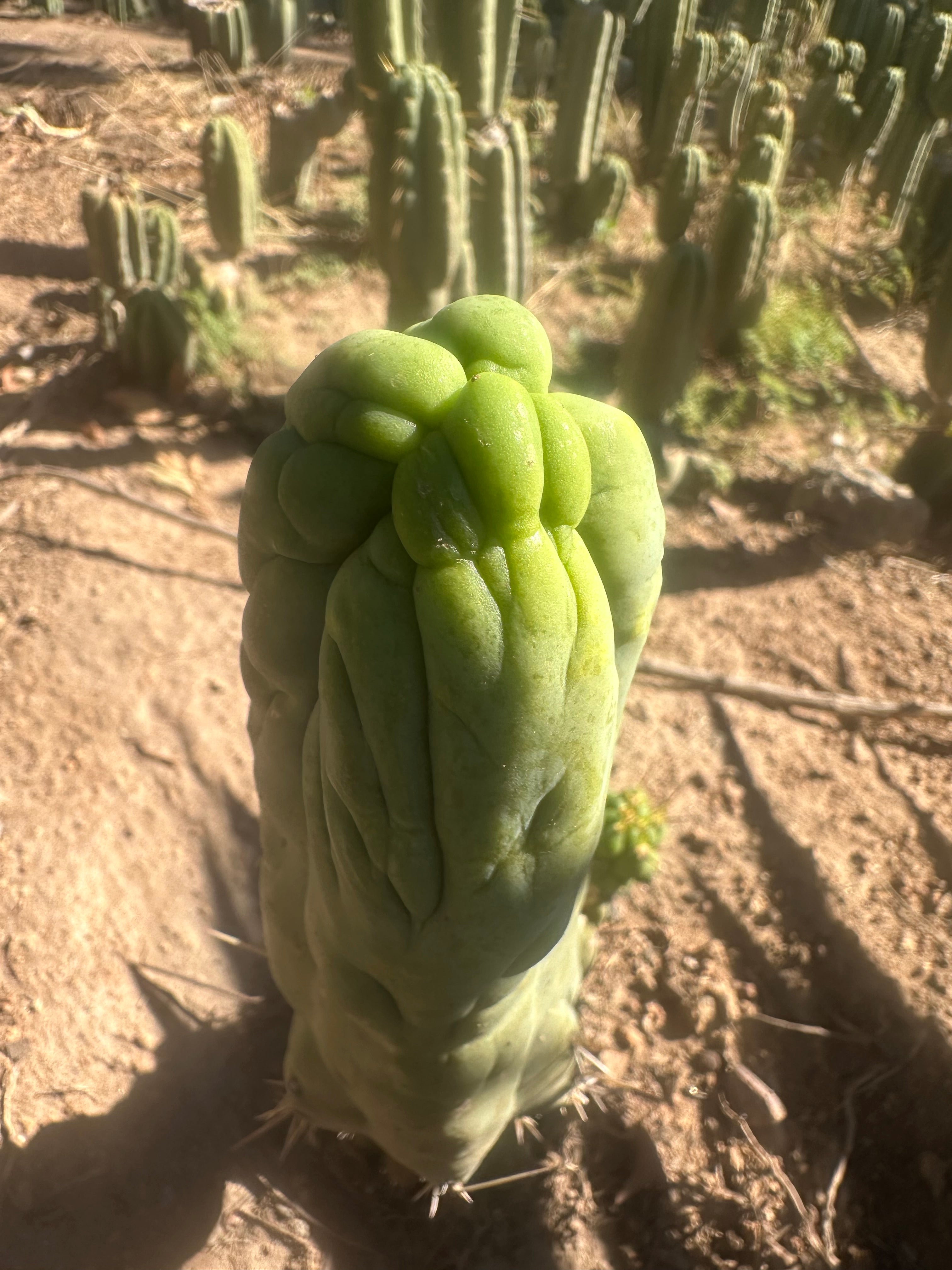 💎👑 Bruce’s Dragon — 8” Tip