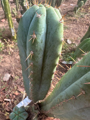 👑🌶️ Kimnach — Chonky 12” Pup