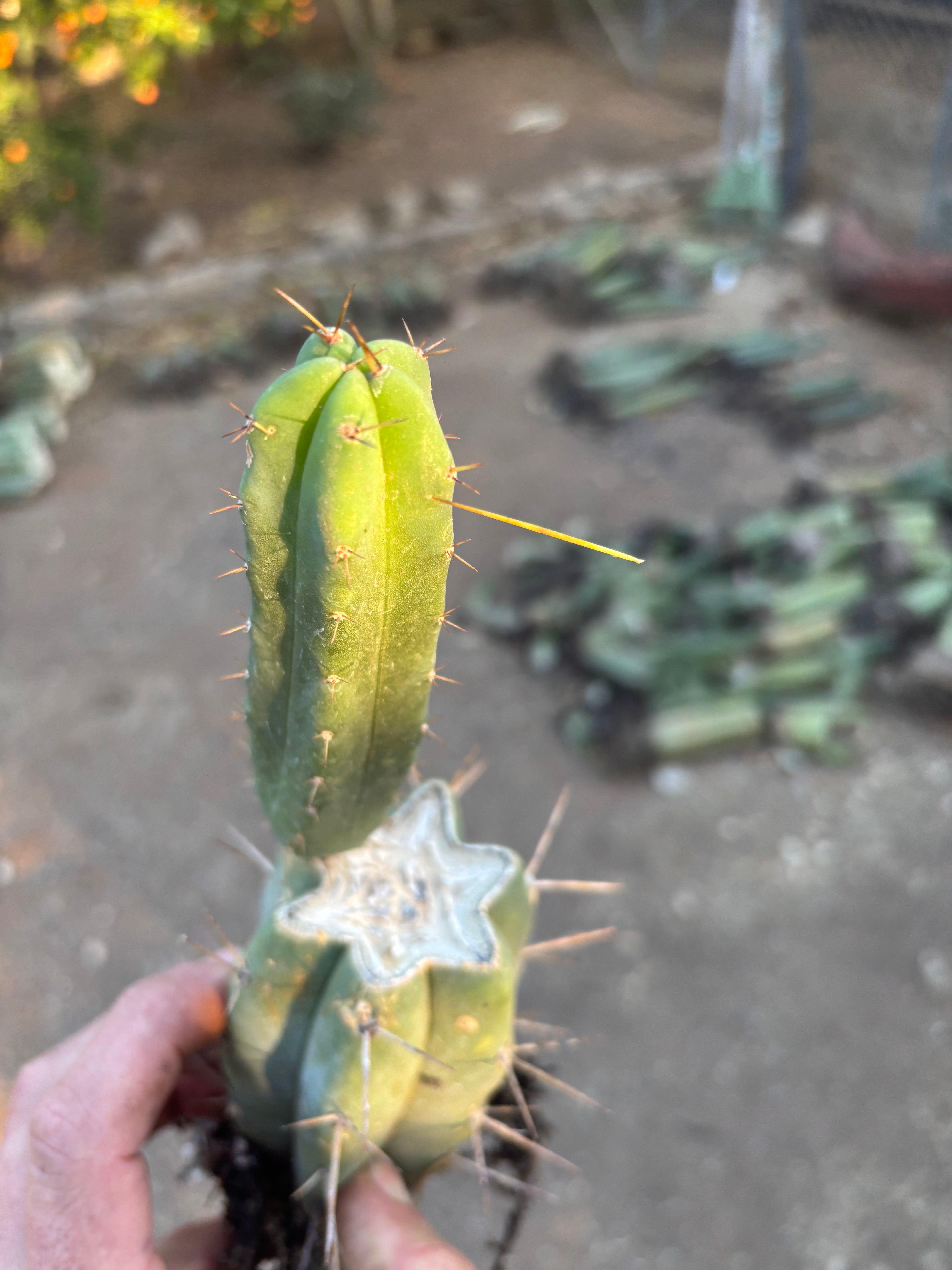 👑🌶️🌶️ SS02 — Rooted Mid w/Pup