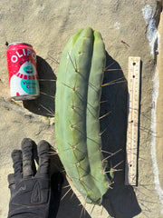 👑💎🌶️🌶️ Eileen — Maxed Girth 14” Tip