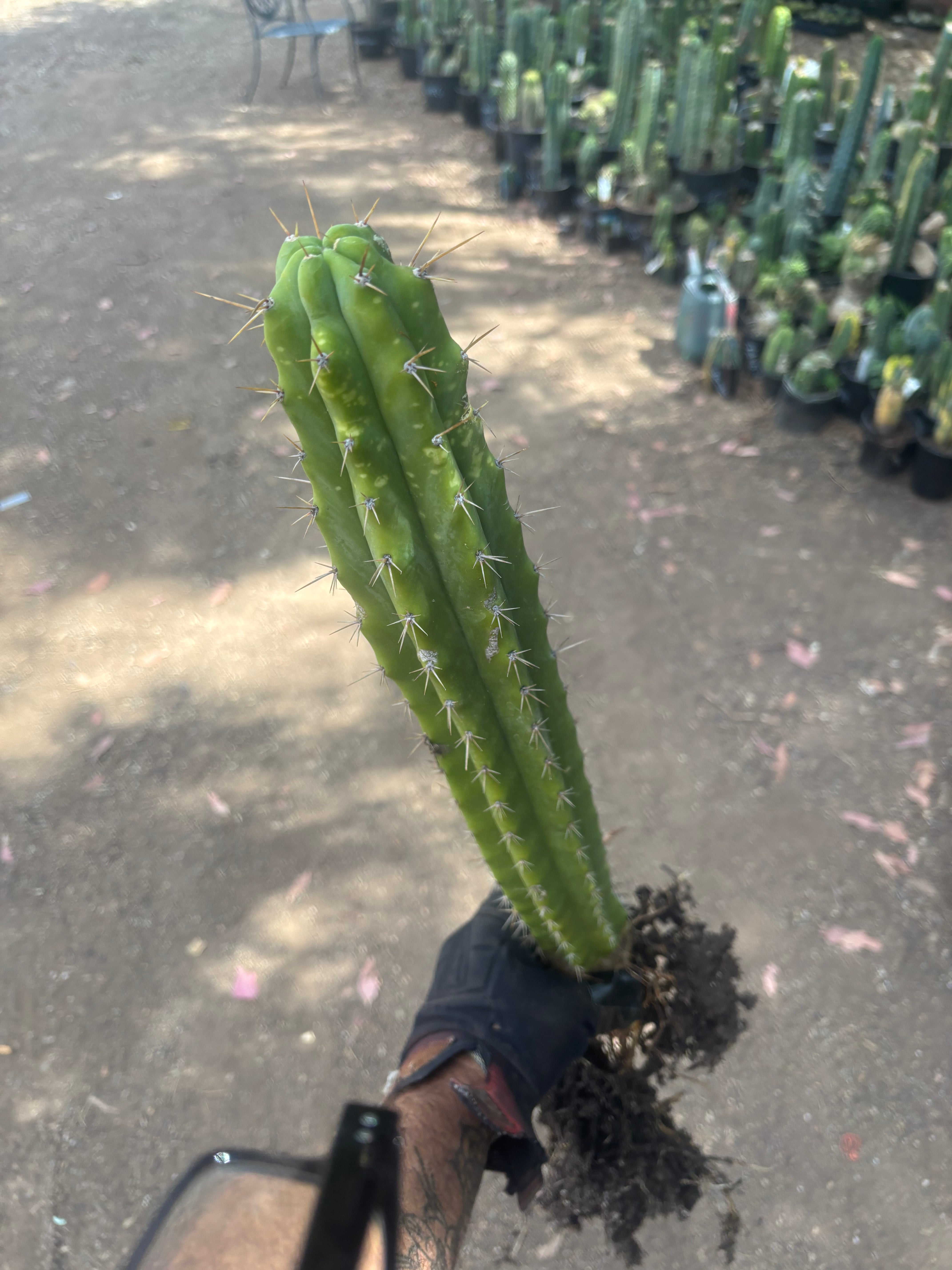 💎 SS02 x DeCosta — XL Seed Grown 21”