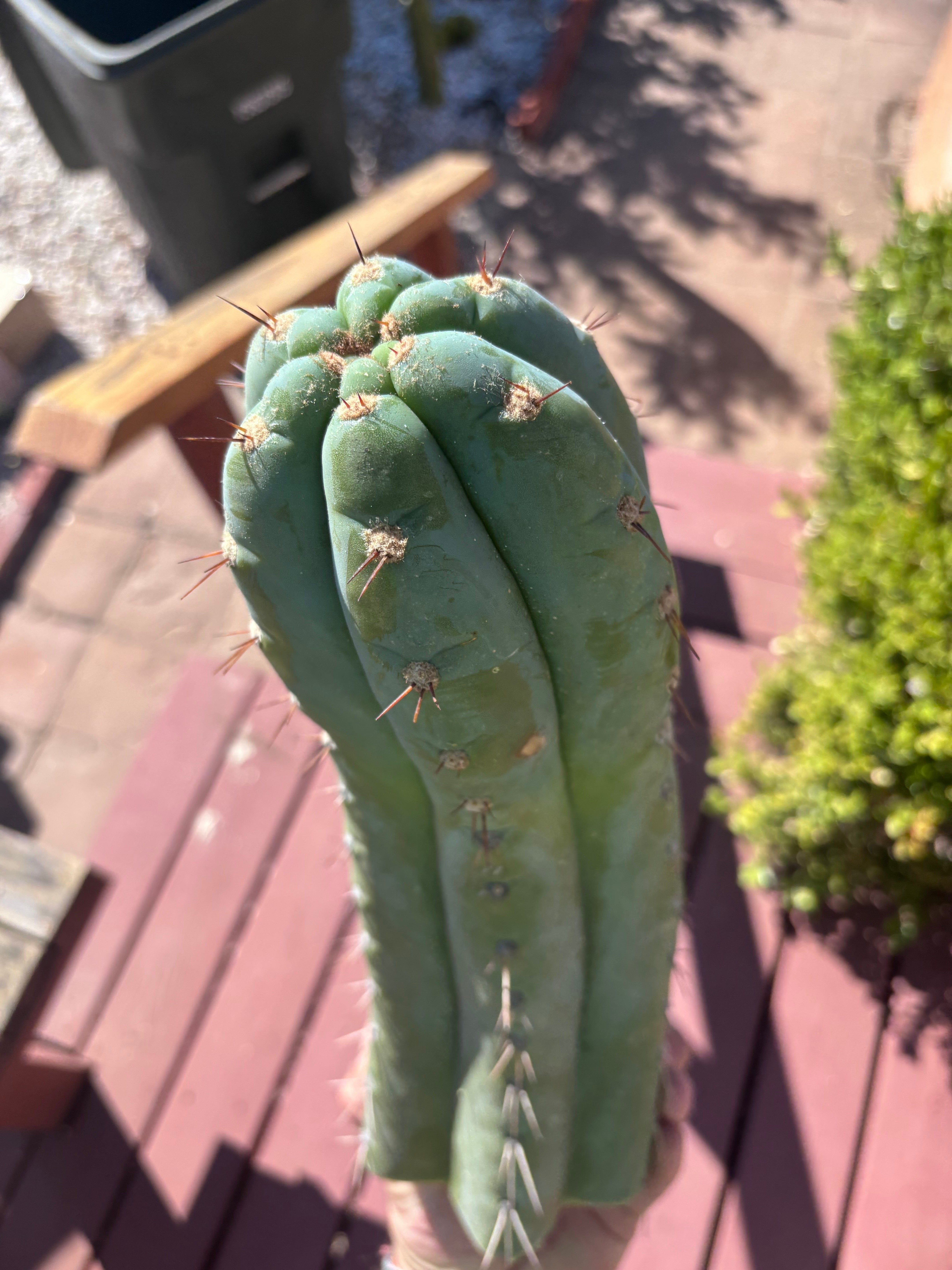 💎👑🌶️ CGG — XL 15” Tip