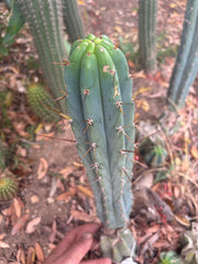 👑🌶️🌶️ Pala — 9” Tip Again