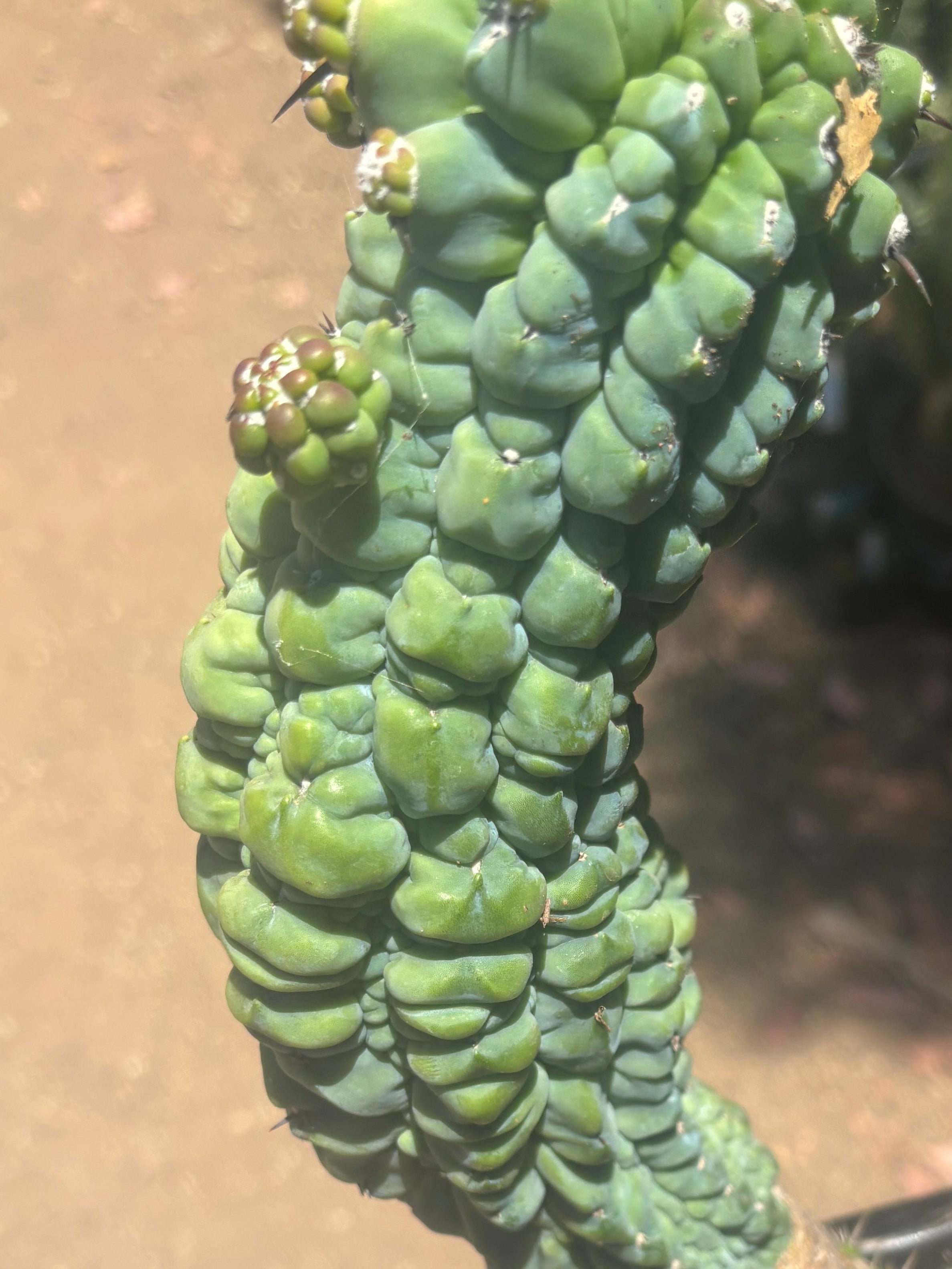 👑 Glorp — Small Pup Graft