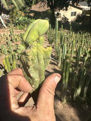 👑💎🌶️🌶️ TBMC — Small 6” Cutting