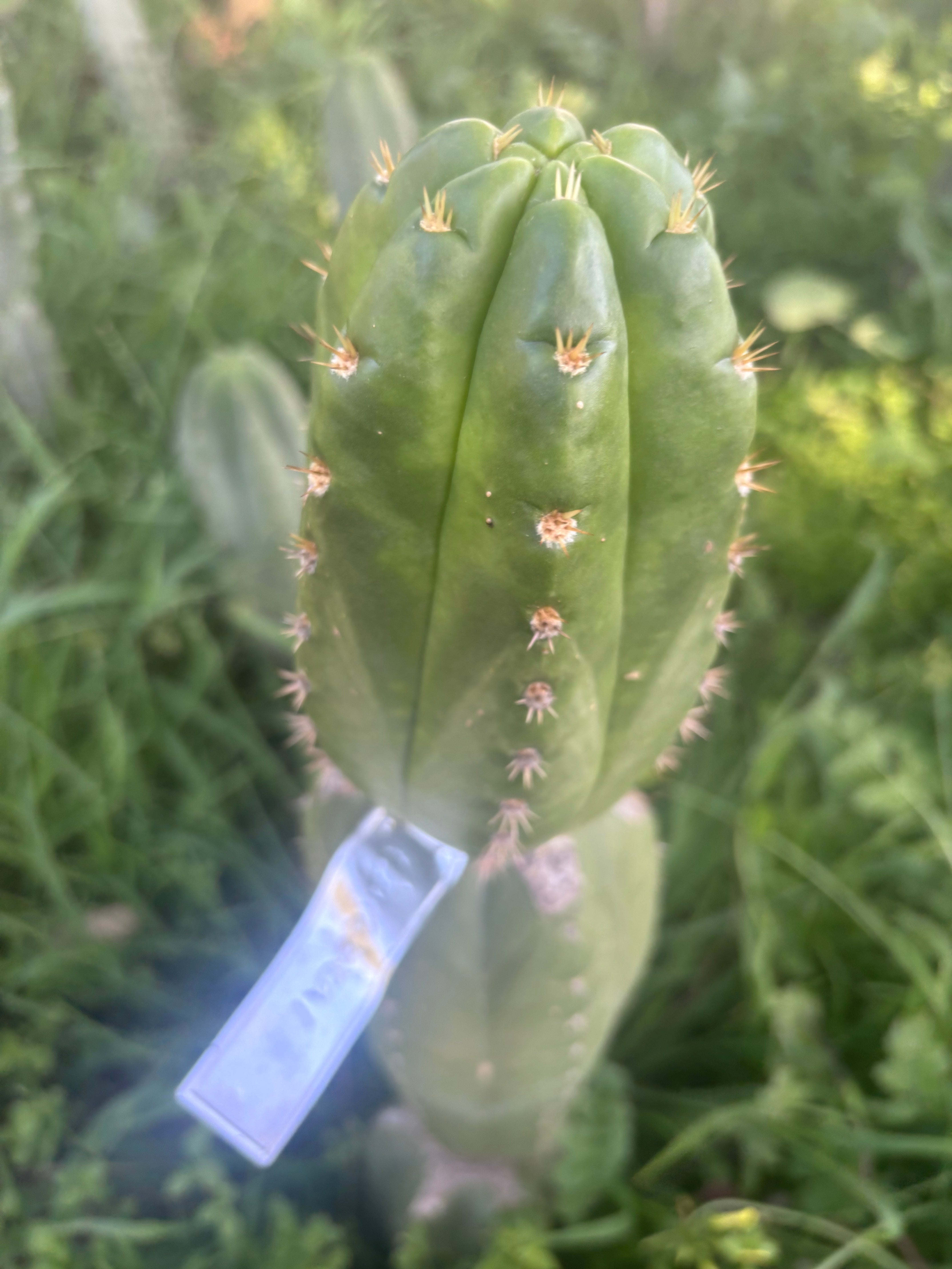💎👑💎🌶️ CareBear — 5” Tip
