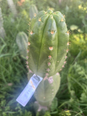 💎👑💎🌶️ CareBear — 5” Tip