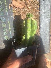 💎👑💎 Havran — Pup Graft on Rooted PC