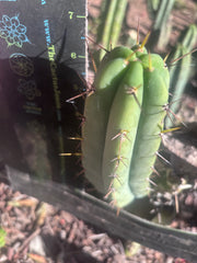 👑🌶️🌶️ Pala! — The Mid Week Pup