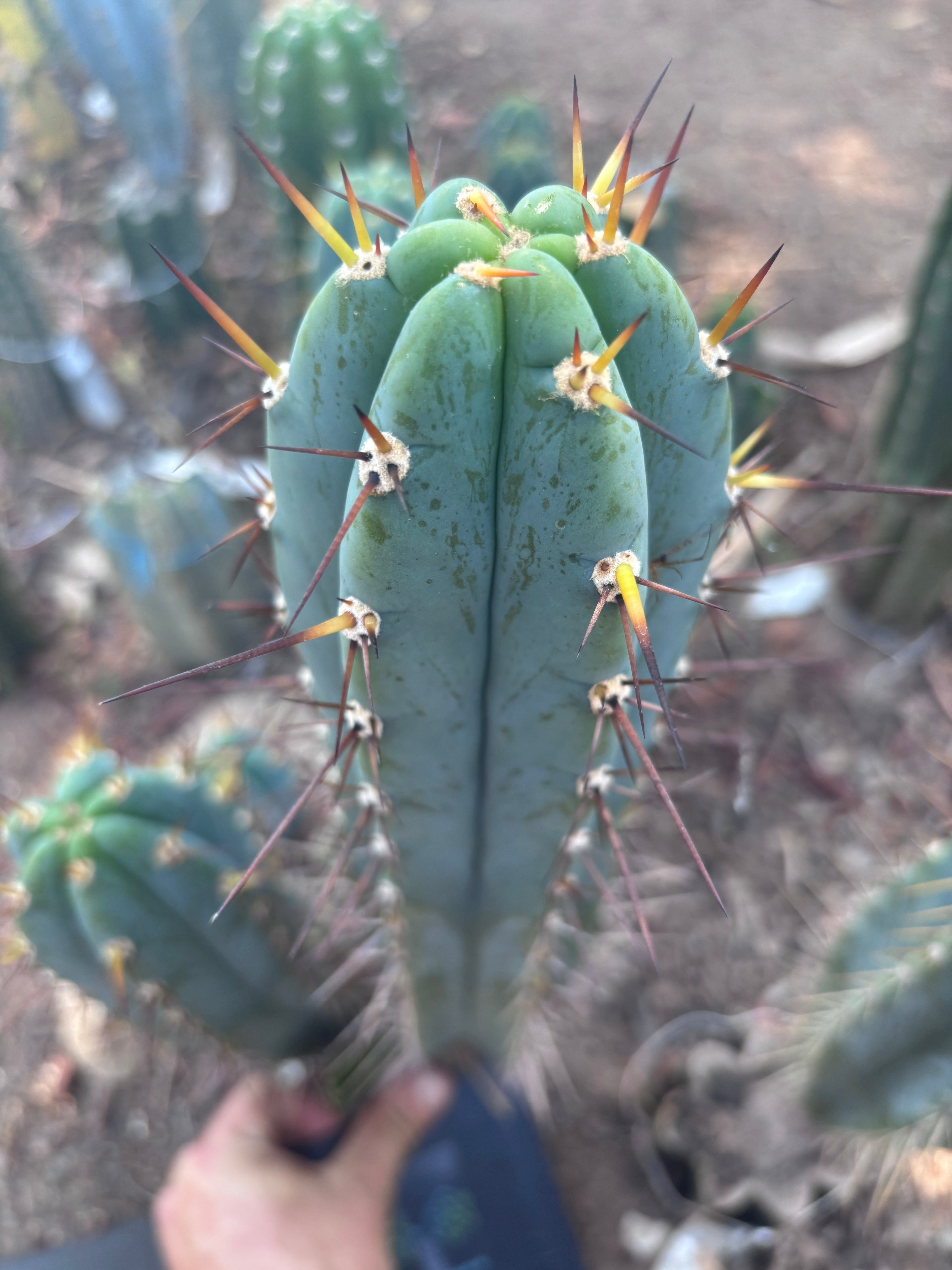 💎👑💎 Rosei 2 — XL 15” Pup