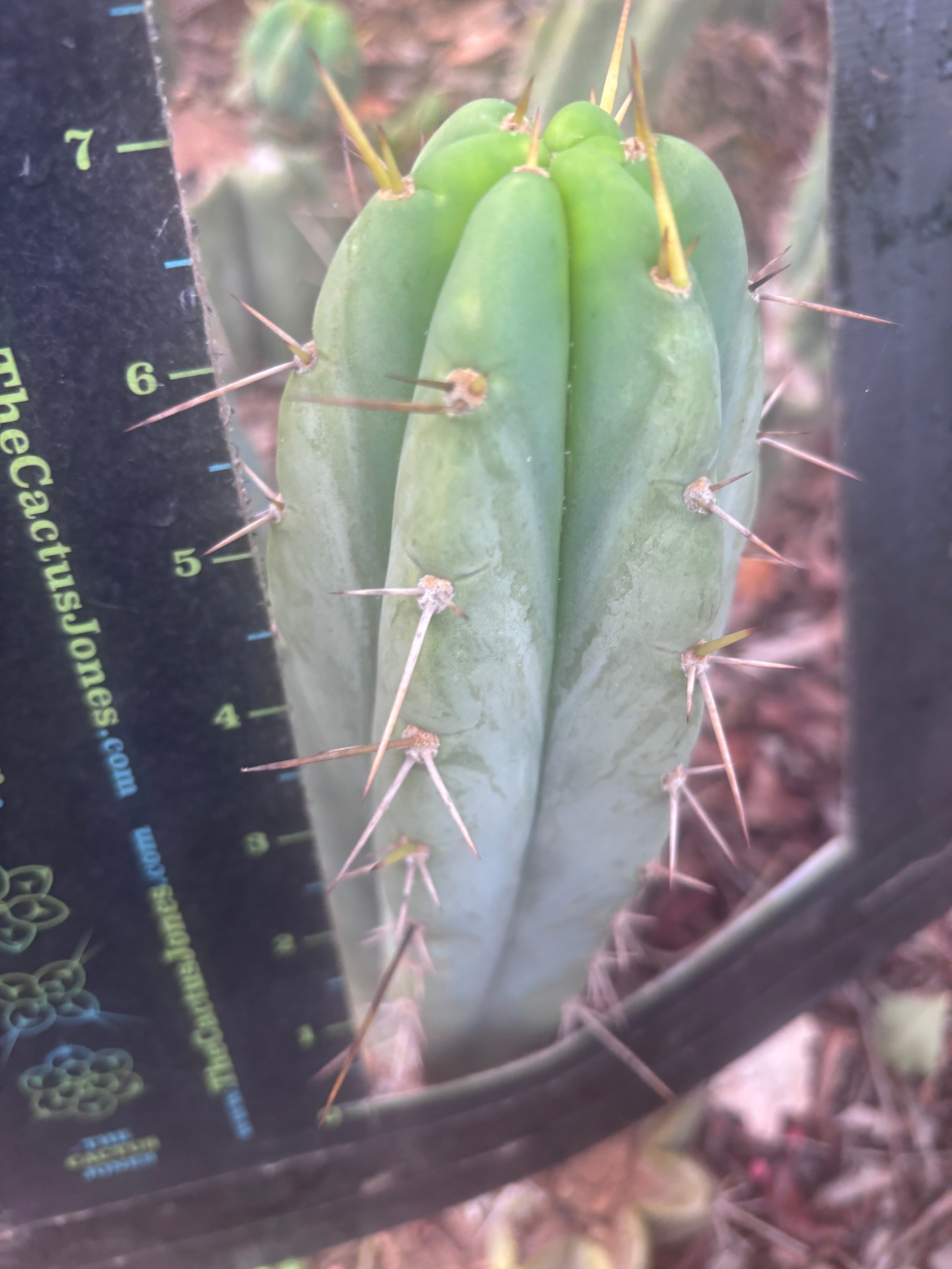 👑🌶️🌶️ Pala Again — 7” Tip