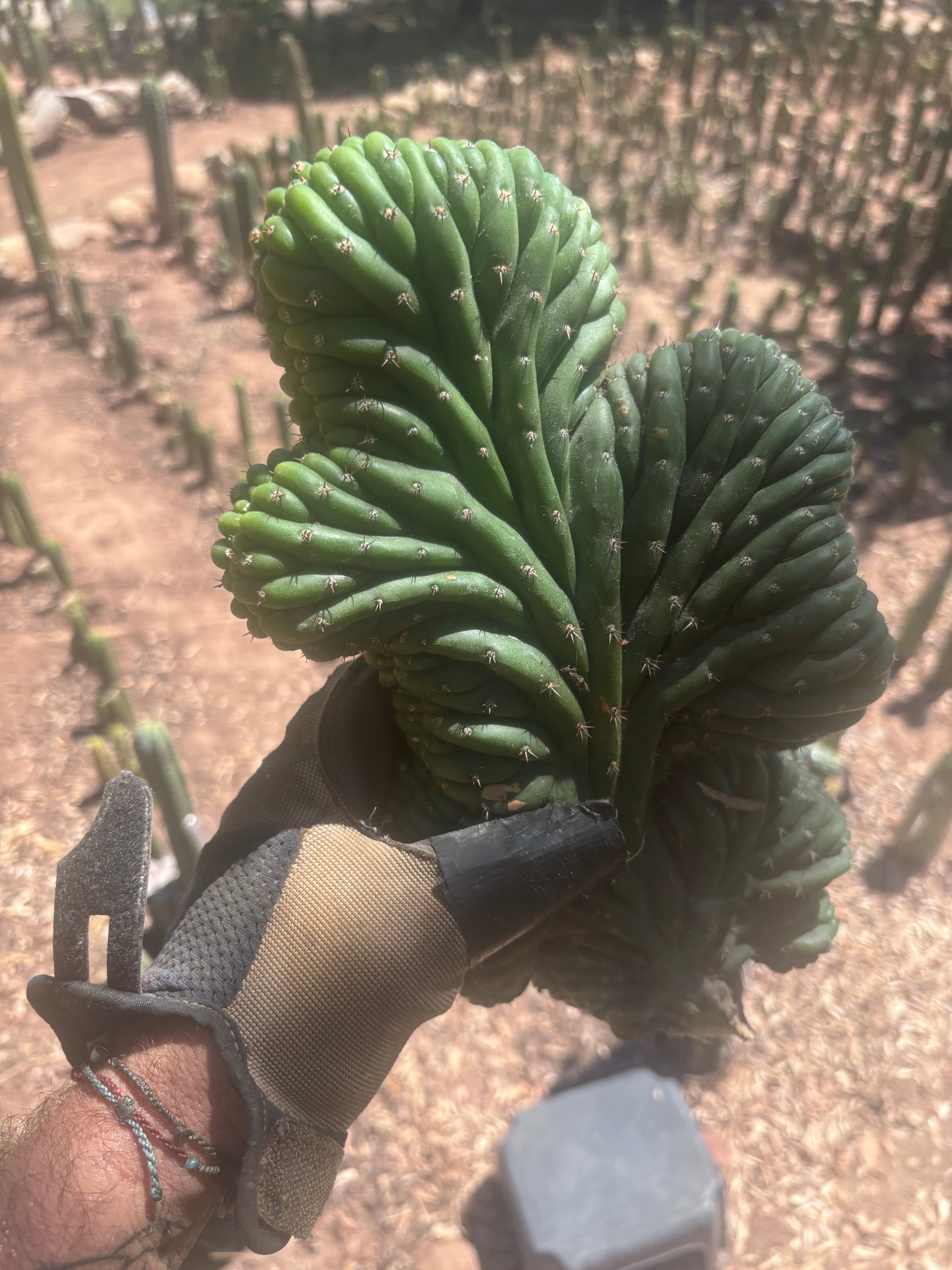 💎👑 TPMC — Large Crests (3)