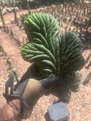 💎👑 TPMC — Large Crests (3)