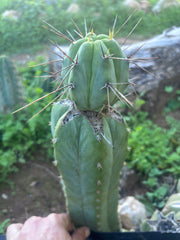 👑💎🌶️  CSD — Established Beefy Tip Graft