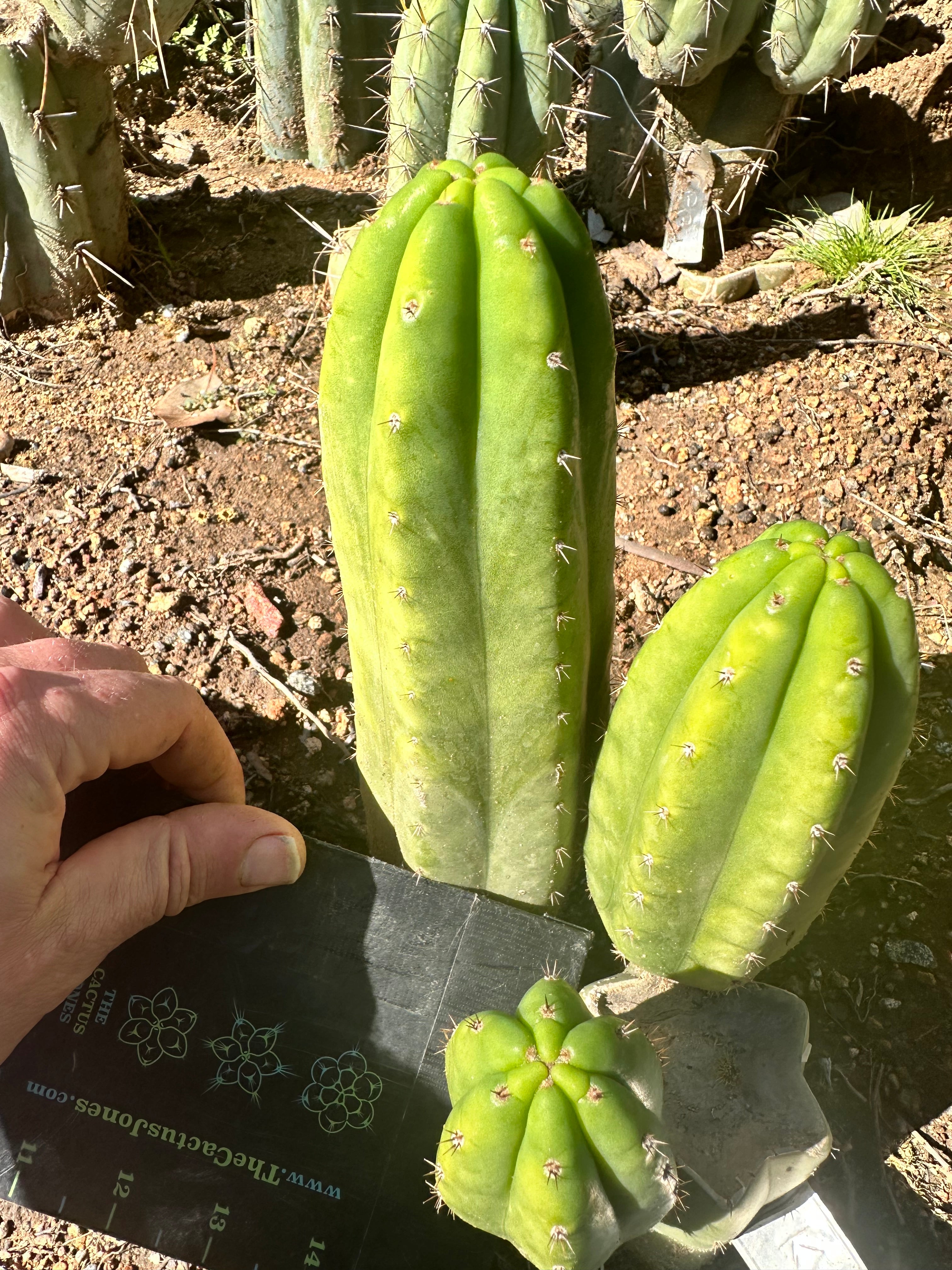 👑🌶️🌶️ KR04 — 6” Tip