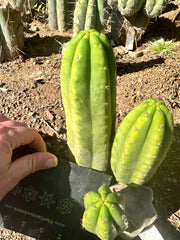 👑🌶️🌶️ KR04 — 6” Tip