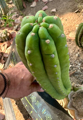 👑🌶️ The Field’s Pachanoi — 11” Pup