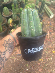 💎👑💎🌶️ CareBear — One More Graft on Rooted Shine01
