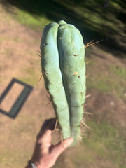 👑🌶️ Hammer2 — XXL 20” Tip