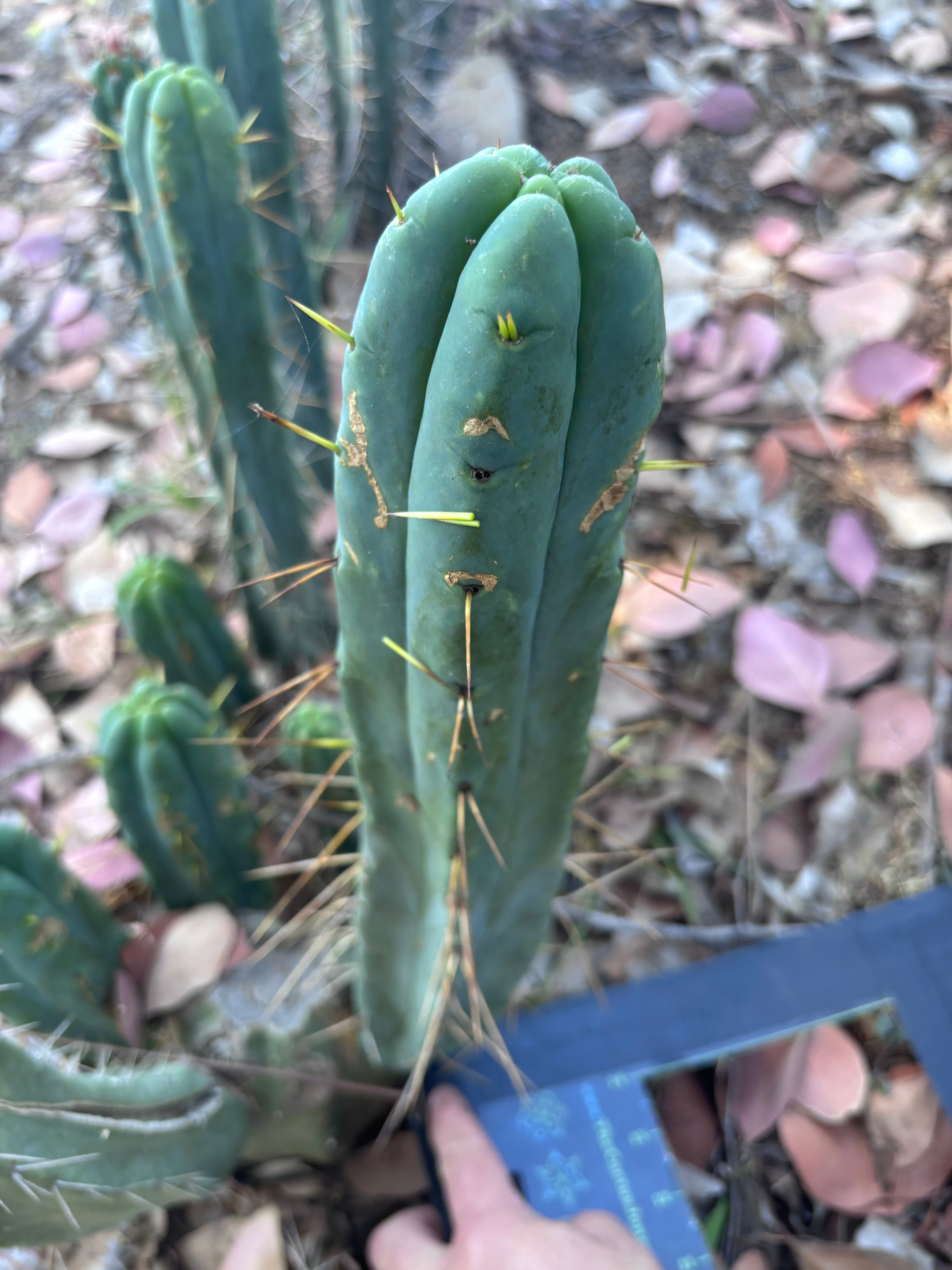 👑🌶️ BBB —  XL 15” Pup