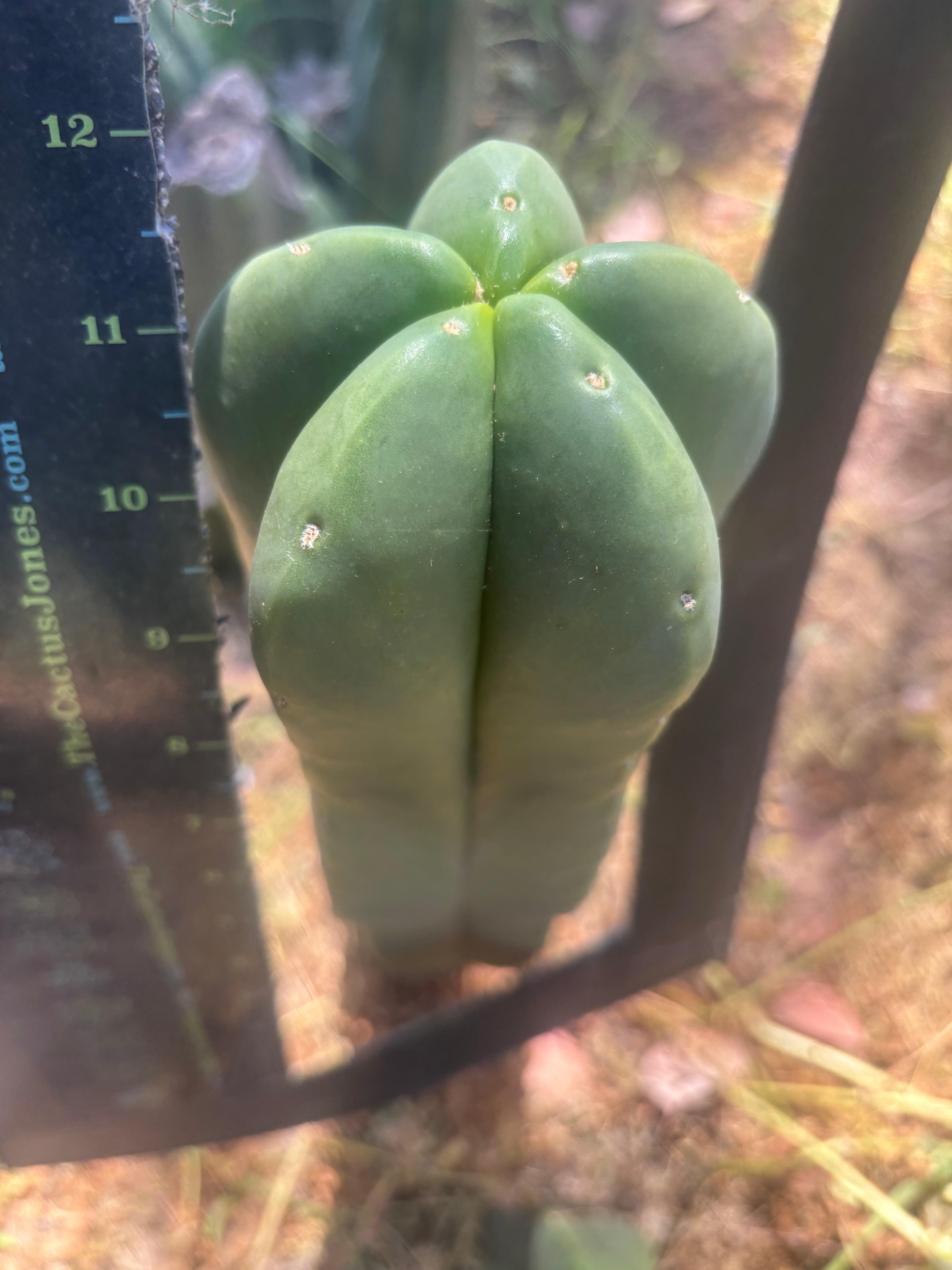 👑💎 Aussie Scop — FAT 12” Tip