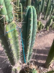 🌶️ 0102 — XL 15” Pup